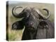 Cape Buffalo (Syncerus Caffer), Masai Mara National Reserve, Kenya, East Africa, Africa-Sergio Pitamitz-Premier Image Canvas