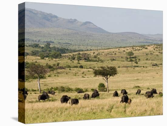 Cape Buffalo (Syncerus Caffer), Masai Mara National Reserve, Kenya, East Africa, Africa-Sergio Pitamitz-Premier Image Canvas