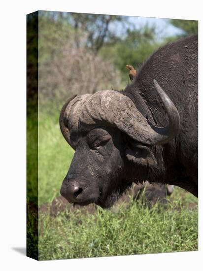 Cape Buffalo (Syncerus Caffer), with Redbilled Oxpecker, Kruger National Park, South Africa, Africa-Ann & Steve Toon-Premier Image Canvas