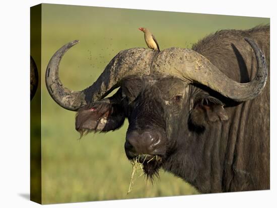 Cape Buffalo with a Red-Billed Oxpecker, Ngorongoro Conservation Area, Tanzania,East Africa,Africa-James Hager-Premier Image Canvas