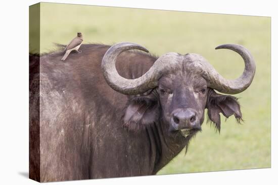 Cape Buffalo with Yellow Ox Pecker Bird, Ngorongoro, Tanzania-James Heupel-Premier Image Canvas