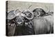 Cape Buffalos and Friend-Scott Bennion-Stretched Canvas