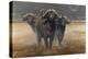 Cape Buffalos-Harro Maass-Premier Image Canvas