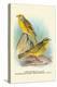 Cape Canary, Sulphur-Coloured Seed-Eater-Arthur G. Butler-Stretched Canvas
