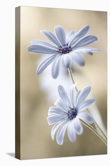 Cape Daisies-Mandy Disher-Premier Image Canvas