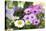 Cape Daisy, Margerite, Osteospermum, Leucanthemum-Sweet Ink-Premier Image Canvas