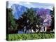 Cape Dutch Farmstead Vineyard Near Franschoek, Western Cape, South Africa-John Warburton-lee-Premier Image Canvas