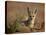 Cape Fox (Cama Fox) (Silver-Backed Fox) (Vulpes Chama)-James Hager-Premier Image Canvas