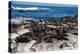 Cape Fur Seal Colony. Western Cape, South Africa-Pete Oxford-Premier Image Canvas