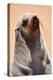 Cape fur seal hauled out on a beach, Namibia-Eric Baccega-Premier Image Canvas