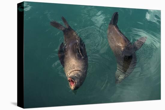 Cape Fur Seal, Hout Bay Harbor, Western Cape, South Africa-Pete Oxford-Premier Image Canvas