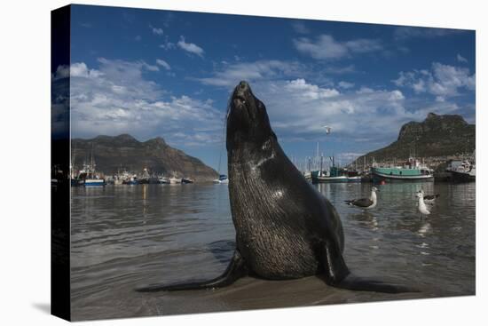 Cape Fur Seal, Hout Bay Harbor, Western Cape, South Africa-Pete Oxford-Premier Image Canvas