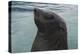 Cape Fur Seal, Hout Bay Harbor, Western Cape, South Africa-Pete Oxford-Premier Image Canvas