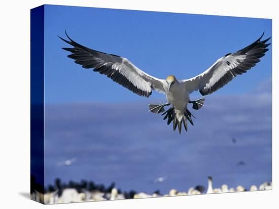 Cape Gannet Landing, Lamberts Bay, South Africa-Tony Heald-Premier Image Canvas