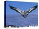 Cape Gannet Landing, Lamberts Bay, South Africa-Tony Heald-Premier Image Canvas