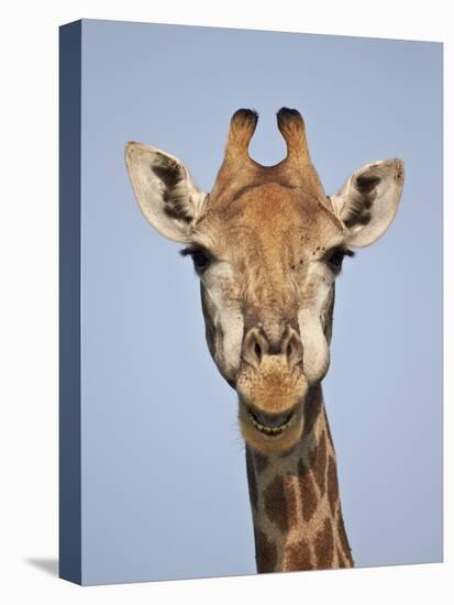 Cape Giraffe (Giraffa Camelopardalis Giraffa), Kruger National Park, South Africa, Africa-James Hager-Premier Image Canvas