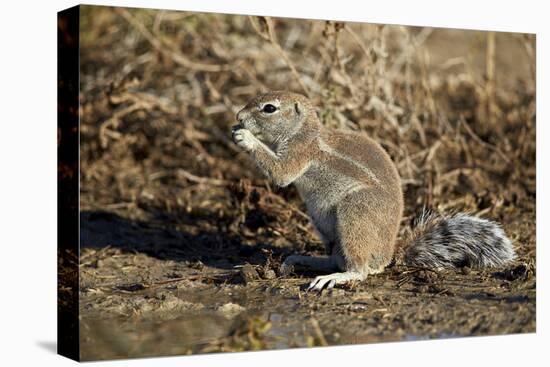 Cape Ground Squirrel (Xerus Inauris) Eating-James Hager-Premier Image Canvas