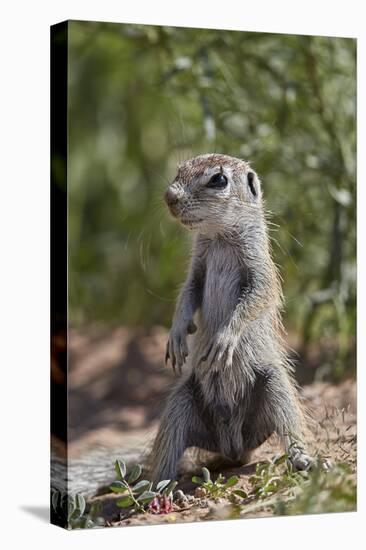 Cape ground squirrel (Xerus inauris), juvenile, Kgalagadi Transfrontier Park, South Africa, Africa-James Hager-Premier Image Canvas