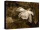 Cape Jasmine Gardenia 2-Jai Johnson-Premier Image Canvas