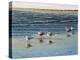 Cape May Herring Gulls-Bruce Dumas-Premier Image Canvas