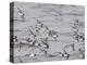 Cape Petrels (Daption Capense), Antarctica, Polar Regions-Sergio Pitamitz-Premier Image Canvas