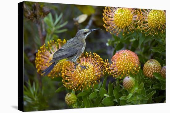 Cape Sugarbird on a Flower-Bob Gibbons-Premier Image Canvas