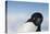 Cape Washington, Antarctica. Adelie Penguin Looking at the Camera-Janet Muir-Premier Image Canvas