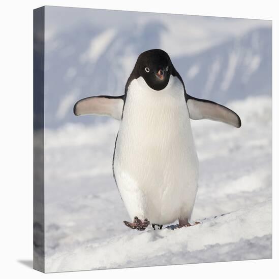 Cape Washington, Antarctica. Adelie Penguin Walks Forward-Janet Muir-Premier Image Canvas