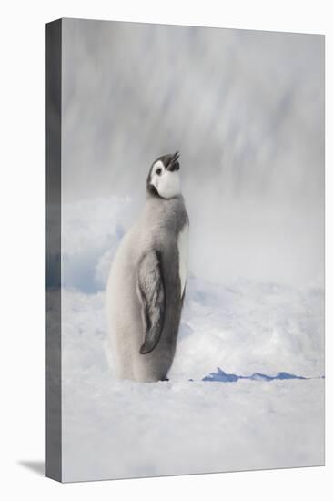 Cape Washington, Antarctica. An Emperor penguin chick stands with its head up.-Janet Muir-Premier Image Canvas