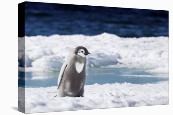 Cape Washington, Antarctica. An Emperor penguin chick with heart on its chest walks on the ice.-Janet Muir-Premier Image Canvas