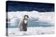Cape Washington, Antarctica. An Emperor penguin chick with heart on its chest walks on the ice.-Janet Muir-Premier Image Canvas