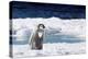 Cape Washington, Antarctica. An Emperor Penguin Chick with Heart-Janet Muir-Premier Image Canvas