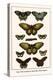 Cape York Aeroplanes, Butterflies, Black Magics-Albertus Seba-Stretched Canvas