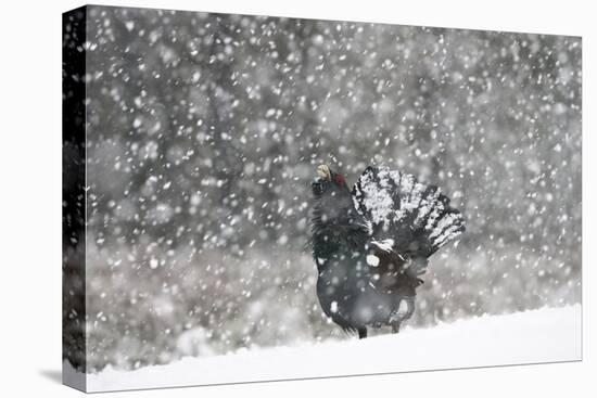 Capercaillie (Tetrao Urogallus) Male Displaying in Heavy Snowfall, Cairngorms Np, Scotland-Cairns-Premier Image Canvas