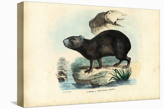 Capibara, 1863-79-Raimundo Petraroja-Premier Image Canvas