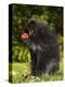 Capitive Porcupine (Erethizon Dorsatum) Sitting on Hind Feet Eating an Apple, Sandstone, Minnesota-James Hager-Premier Image Canvas