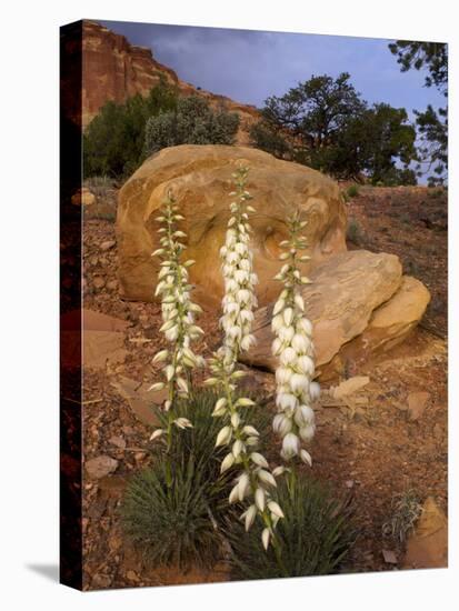 Capitol Reef NP, Utah, USA Harriman's yucca in bloom.-Scott T. Smith-Premier Image Canvas