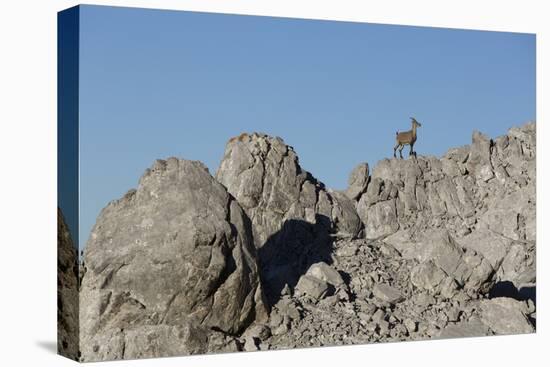 Capricorn on Rocky Ridge-Jurgen Ulmer-Premier Image Canvas