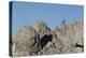 Capricorn on Rocky Ridge-Jurgen Ulmer-Premier Image Canvas