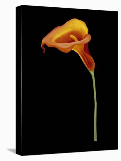 Captivating Calla IV-Nancy Slocum-Stretched Canvas