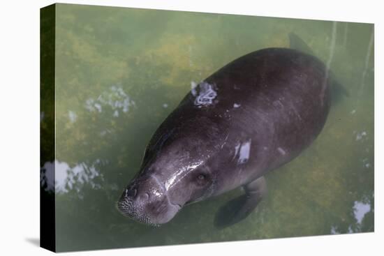 Captive Amazonian manatee (Trichechus inunguis) at the Manatee Rescue Center, Iquitos, Loreto, Peru-Michael Nolan-Premier Image Canvas