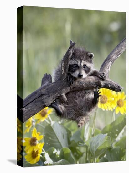 Captive Baby Raccoon, Animals of Montana, Bozeman, Montana, USA-James Hager-Premier Image Canvas