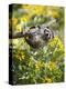 Captive Baby Raccoon Hanging on to a Branch Among Arrowleaf Balsam Root, Bozeman-James Hager-Premier Image Canvas