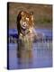 Captive Bengal Tiger, India-Stuart Westmorland-Premier Image Canvas