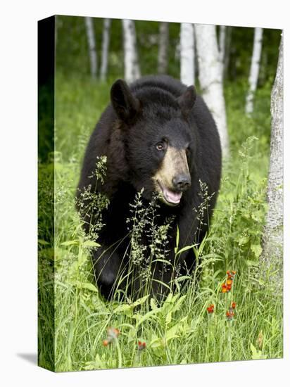 Captive Black Bear (Ursus Americanus), Sandstone, Minnesota-James Hager-Premier Image Canvas