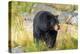 Captive black bear (Ursus americanus) Wildlife Conservation Center, Girlwood-Jan Miracky-Premier Image Canvas
