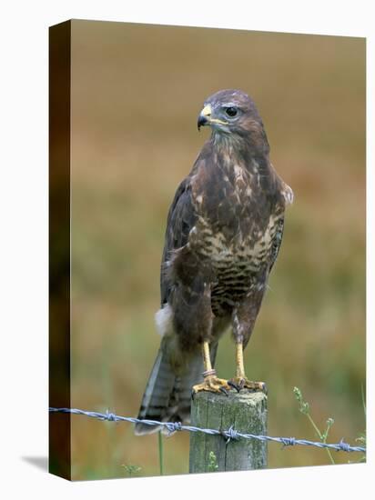 Captive Buzzard (Buteo Buteo), United Kingdom-Steve & Ann Toon-Premier Image Canvas