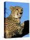 Captive Cheetah (Acinonyx Jubatus) in a Tree, Namibia, Africa-Steve & Ann Toon-Premier Image Canvas