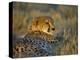 Captive Cheetah (Acinonyx Jubatus), Namibia, Africa-Steve & Ann Toon-Premier Image Canvas