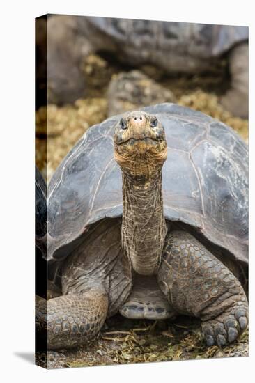 Captive Galapagos Giant Tortoise (Chelonoidis Nigra) at the Charles Darwin Research Station-Michael Nolan-Premier Image Canvas